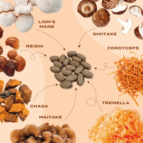 svampar i komplex